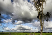 旺财28：足球——U20亚洲杯：澳大利亚队晋级决赛.